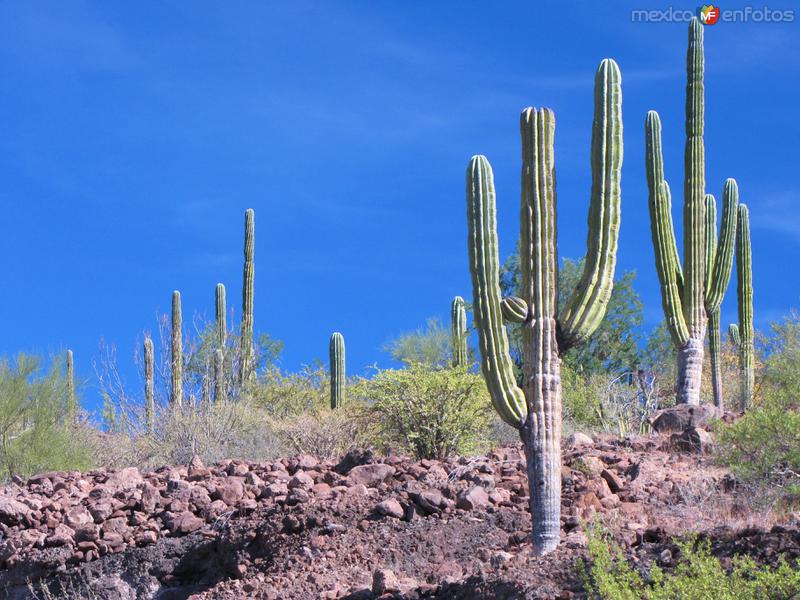 Fotos de Sierra De La Giganta, Baja California Sur: Sierra de la Giganta