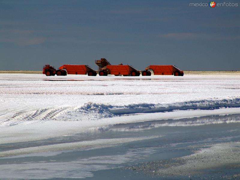 Fotos de Guerrero Negro, Baja California Sur: Salinas: Levantamiento de sal de los vasos salinificadores