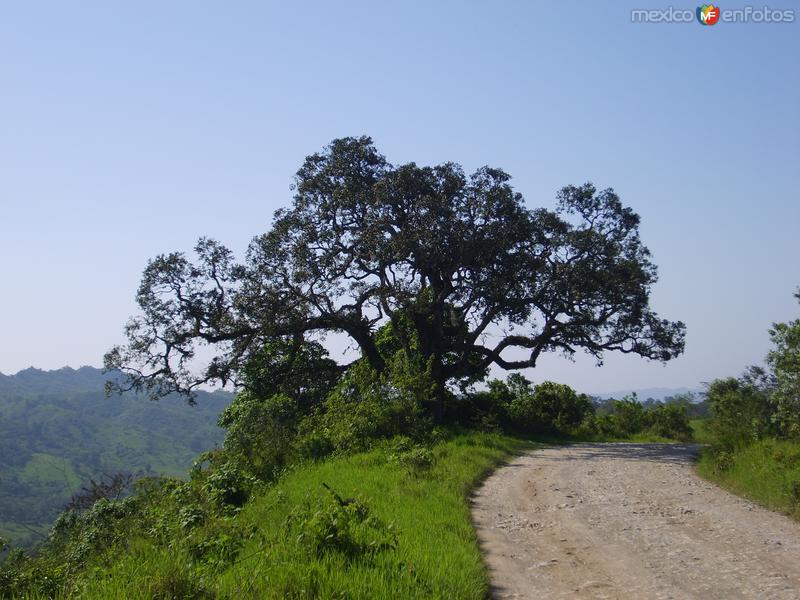 Fotos de Chicontepec, Veracruz: Camino de terracería