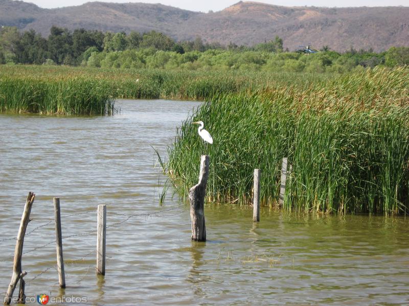 Fotos de Villa Corona, Jalisco: Garza