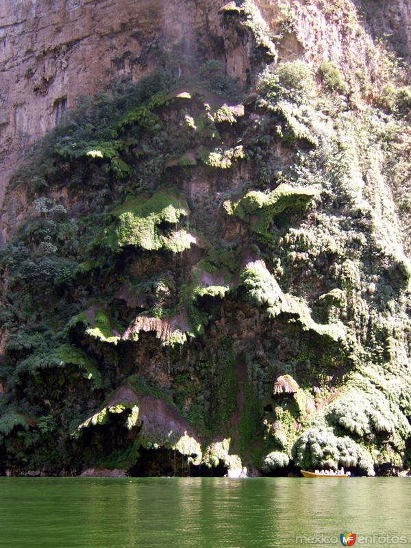 Fotos de Cañón Del Sumidero, Chiapas: arbol de navidad