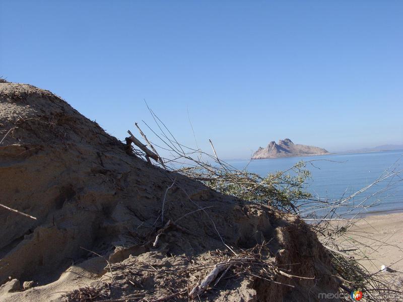 Fotos de Bahía De Kino, Sonora: alcatraz