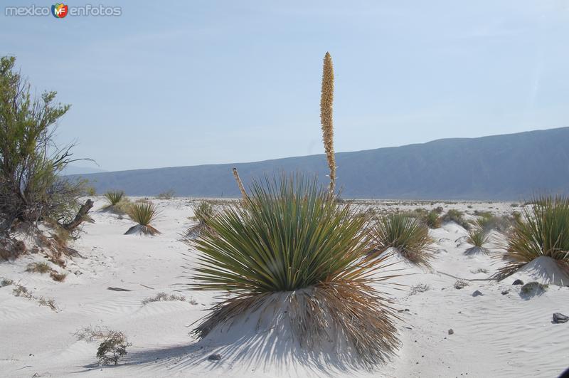 Fotos de Cuatro Ciénegas, Coahuila: Desierto Blanco