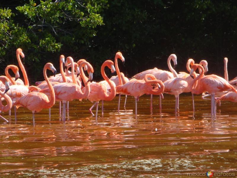 Fotos de Celestún, Yucatán: FLAMENCOS