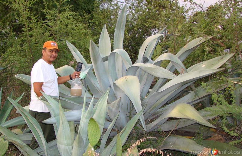 Fotos de Comonfort, Guanajuato: Aguamielero (Tlaquichero)