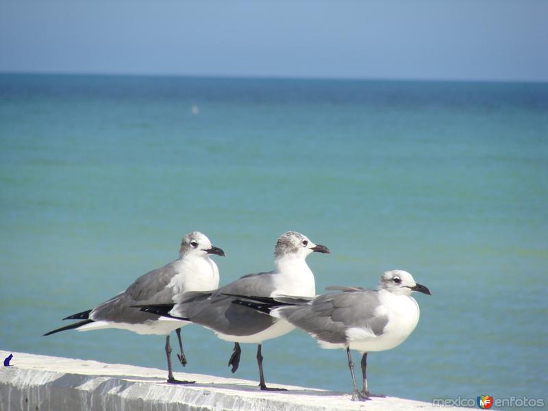 Fotos de Sisal, Yucatán: gaviotas
