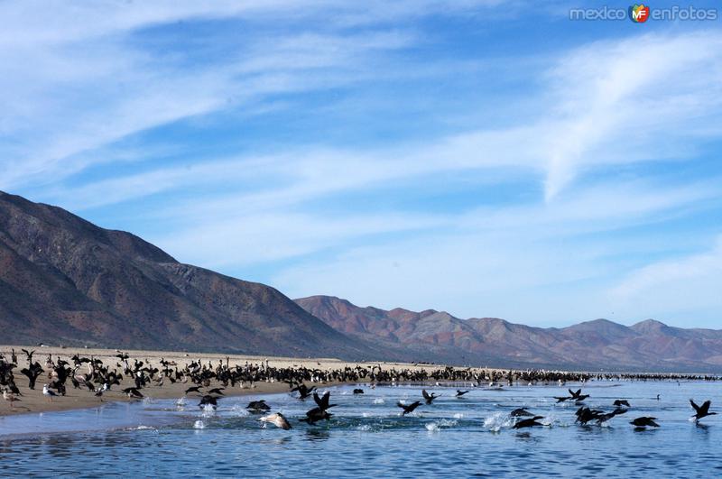 Fotos de Bahía Magdalena, Baja California Sur: Isla Santa Margarita