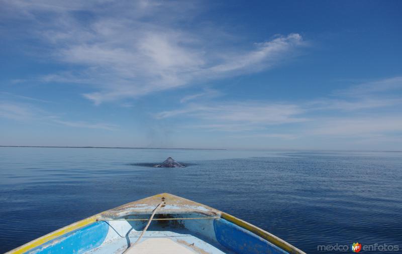 Fotos de Bahía Magdalena, Baja California Sur: Avistamiento de la Ballena Gris en Bahía Magdalena