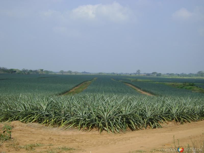 Fotos de Ciudad Isla, Veracruz: Sembradíos de Piña