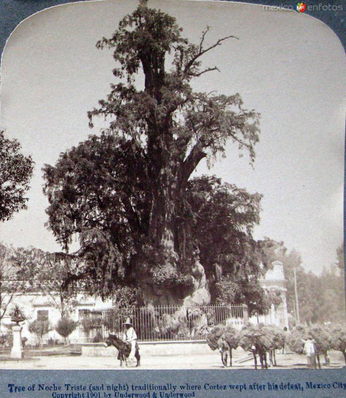 Fotos de Árbol De La Noche Triste, Ciudad De México: Arbol de la Noche Triste Agua
