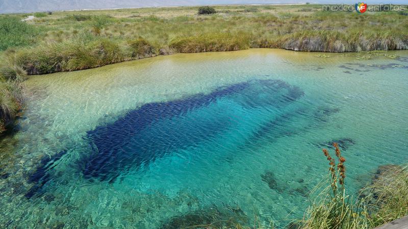 Fotos de Cuatro Ciénegas, Coahuila: POZA AZUL Y CARRANZA