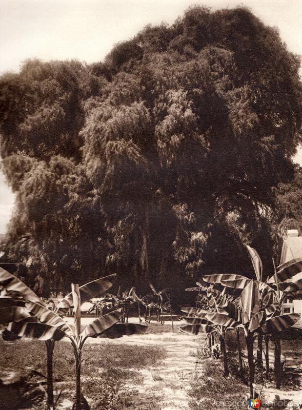 Fotos de Santa Maria Del Tule, Oaxaca: El Árbol del Tule (circa 1920)