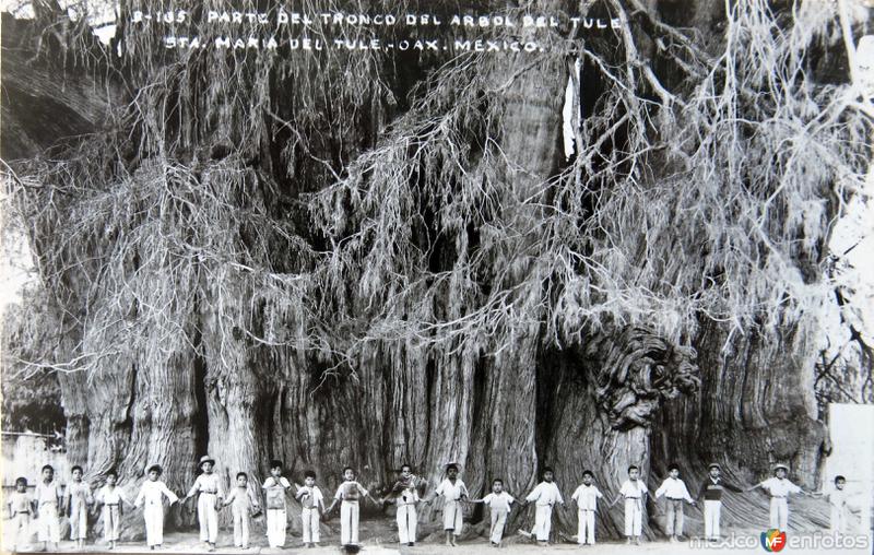 Fotos de Santa Maria Del Tule, Oaxaca: Parte del tronco del Arbol del Tule