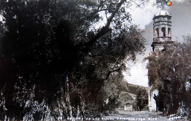 Fotos de Tzintzuntzan, Michoacán: CALZADA DE LOS OLIVOS