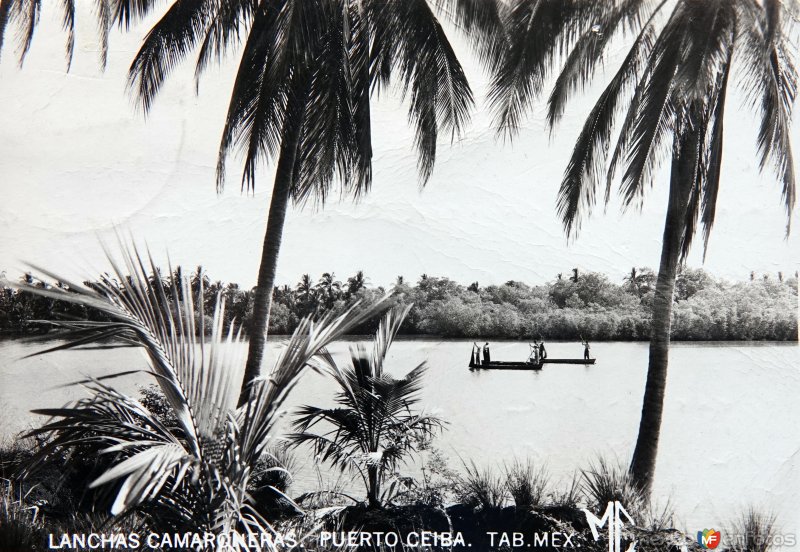 Fotos de Puerto Ceiba, Tabasco: Lanchas camaroneras. ( Circulada el 12 de Enero de 1959 ).