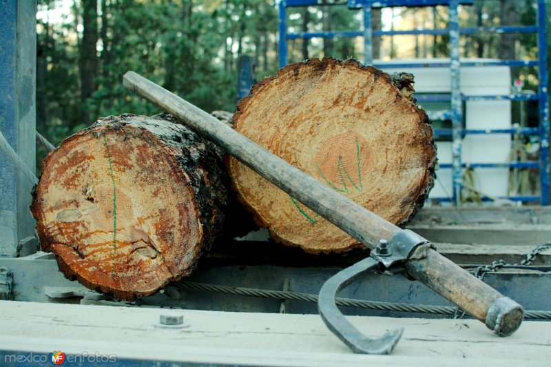 Fotos de Guanaceví, Durango: Carga de madera