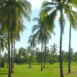 Palmeras