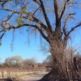 Arbol y camino