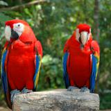 Guacamayas en el parque ecológico Xcaret