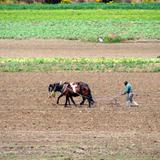 Campesino arando la tierra