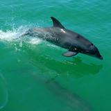 Delfines en la Laguna de Términos