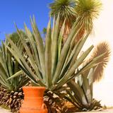 Hacienda San Pedro: Maguey