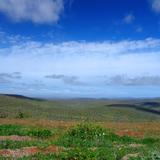 Valle de los Cirios