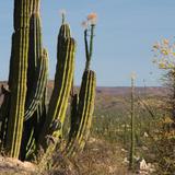 Valle de los Cirios