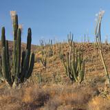 Valle de los Cirios