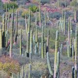 Sierra de la Giganta