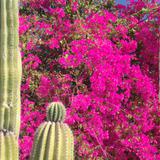 Flora de Todos Santos