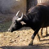 Toro en el parque La Pastora