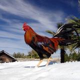 Gallo de pelea