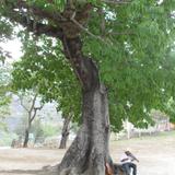 ceiba longeva en la antigua misión de Gamotes