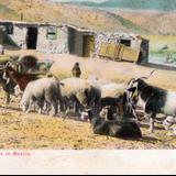 Cabras de Angora en México