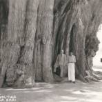 Árbol de Tule