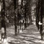 Desierto de los Leones