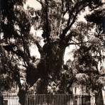Arbol de la Noche Triste