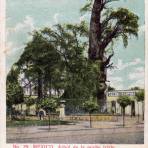 Arbol de la Noche Triste