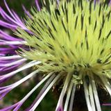 Centaurea americana