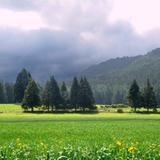 NATURALEZA: Bosques a un costado de la Carretera Federal No. 119 (Chignahuapan - Tlaxco)