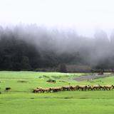 NATURALEZA: Pastores y rebaño de obejas entre la niebla. Cuautelolulco