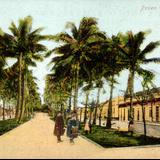 Paseo de las Palmas