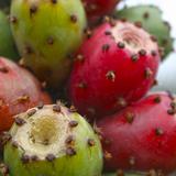 CALAPA, Tunas rojas y verdes