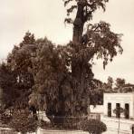 El Árbol de la Noche Triste (circa 1920)