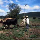 Escardando las Milpas alrededores de Oaxaca en 1948