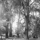 Bosque de Chapultepec (por William Henry Jackson, c. 1888)