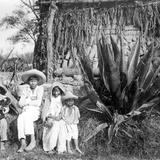 Niños con magueyes