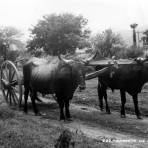 Carreta de bueyes