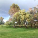 El otoño en el Jardín Botánico. Noviembre/2015